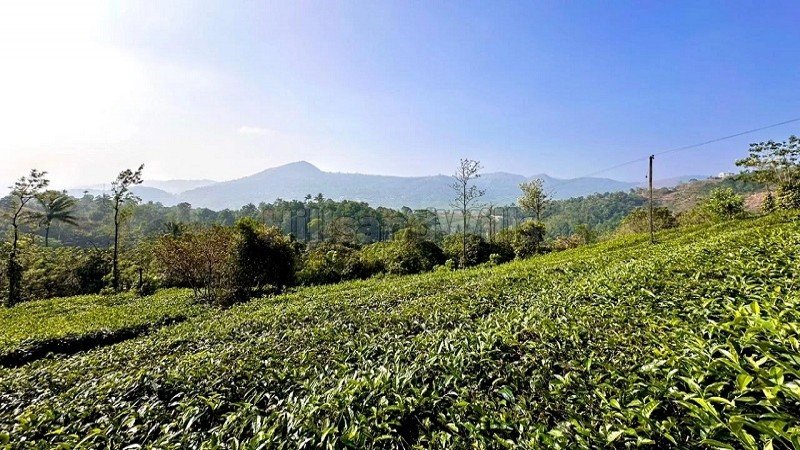 ₹3.50 Cr | 2bhk farm house for sale in vagamon idukki
