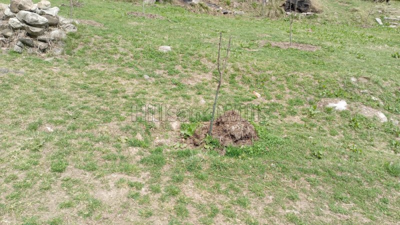 ₹70 Lac | 10 biswa agriculture land for sale in manali kullu-manali