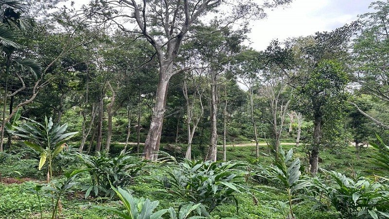 ₹30 Lac | 325 acres agriculture land for sale  in pandrimalai village kodaikanal