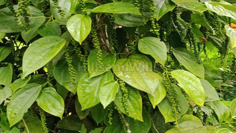 ₹2.40 Cr | 6 acres pepper estate for sale  in sorangadu gudalur