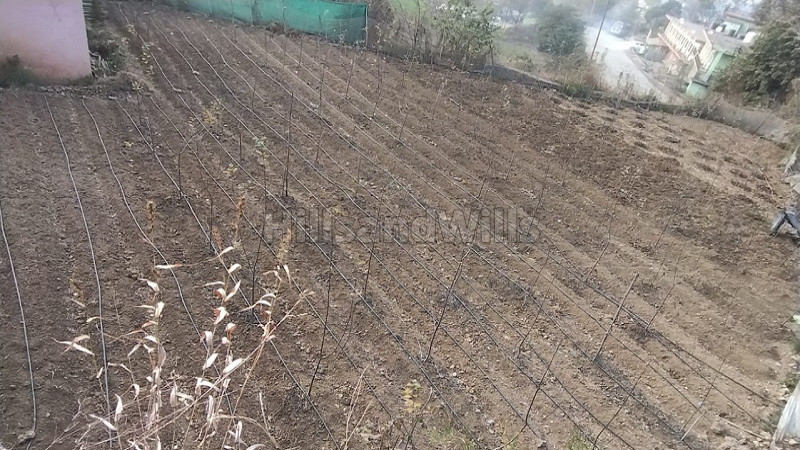 ₹65 Lac | 10 biswa agriculture land for sale in darlaghat solan