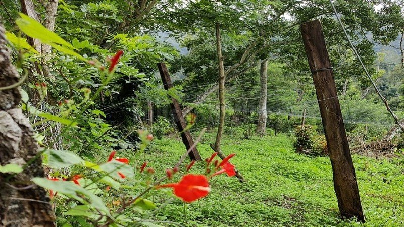 ₹5 Cr | 20 acres agriculture land for sale  in pannaikadu kodaikanal