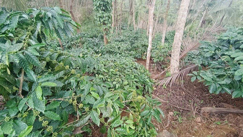₹56 Lac | 2 acres coffee estate for sale  in karimani wayanad