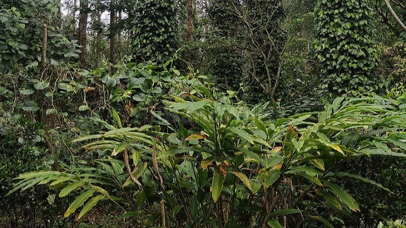 ₹1.50 Cr | 3.9 acres cardamom and pepper estate for sale  in periyur kodaikanal