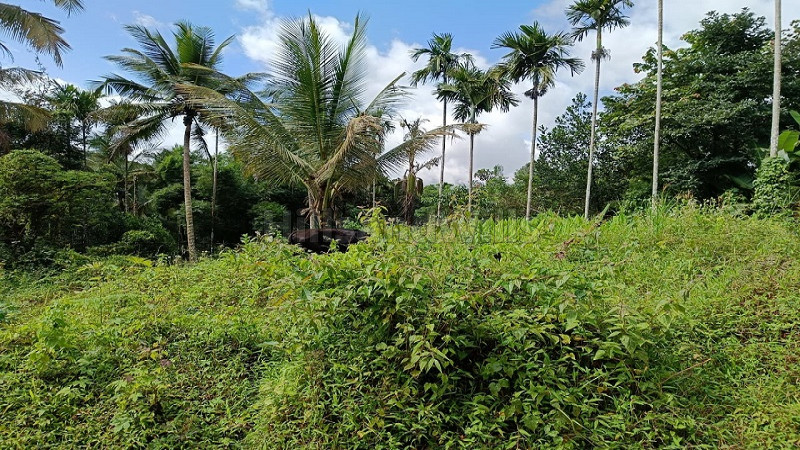 ₹30 Lac | 60 cents agriculture land for sale in kottathara wayanad