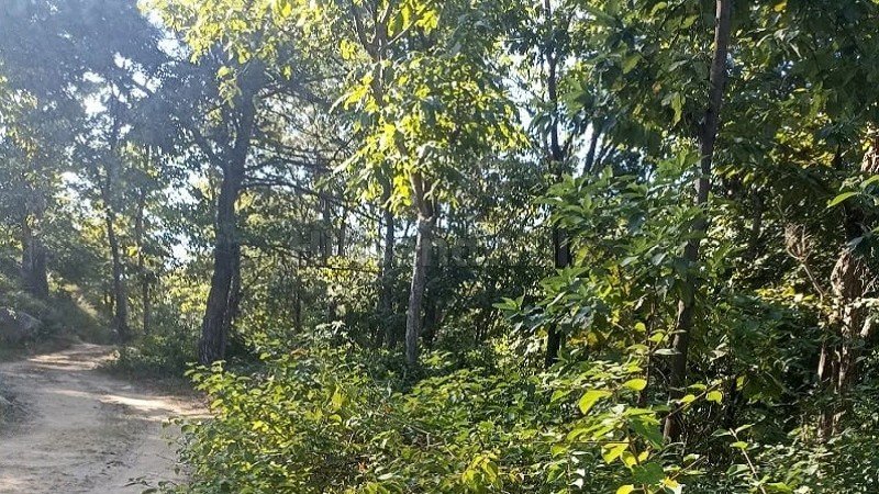 ₹70 Lac | 12 bigha agriculture land for sale in kasauli hills solan