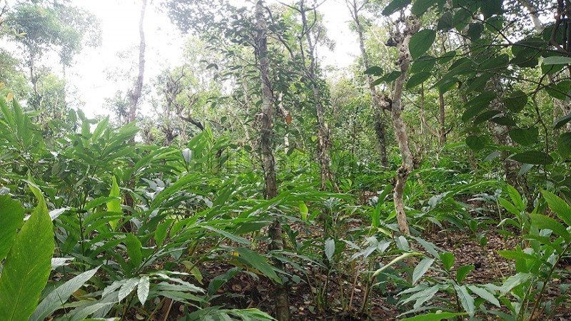 ₹35 Lac | 1 acres  cardamom & pepper land for sale  in mundiyeruma idukki