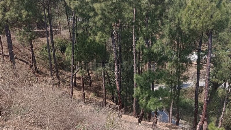 ₹1.20 Cr | 8 nali commerical land for sale  in kosi almora near nainital