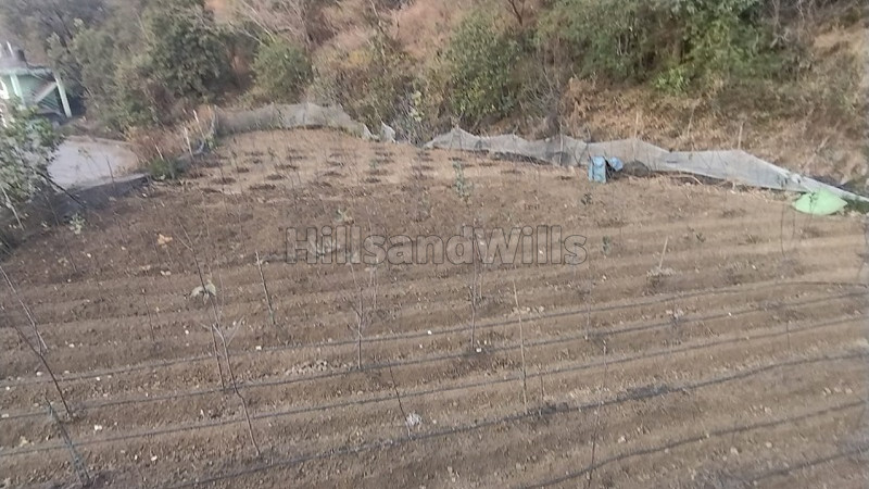 ₹65 Lac | 10 biswa agriculture land for sale in darlaghat solan