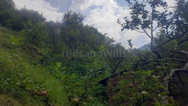 ₹2.50 Cr | 19 bigha apple orchard for sale  in narkanda shimla