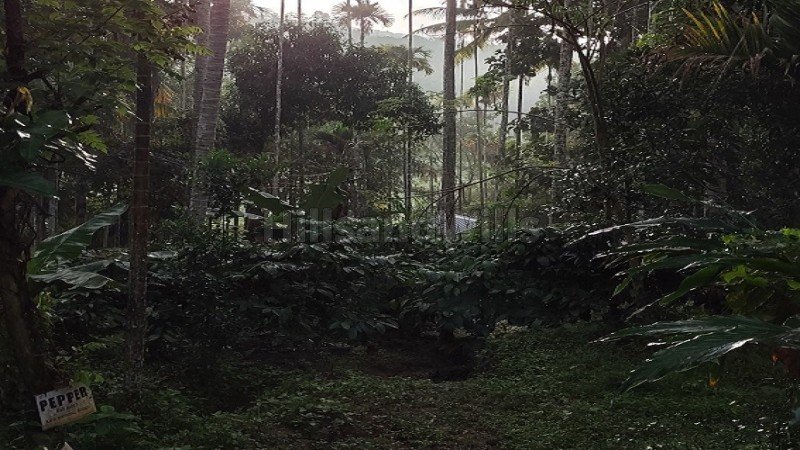 ₹40 Lac | 92 cents agriculture land for sale  in koleri wayanad