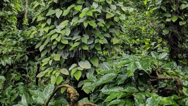 ₹20 Cr | 25 acres coffee estate for sale  in sakleshpur near chikmagalur