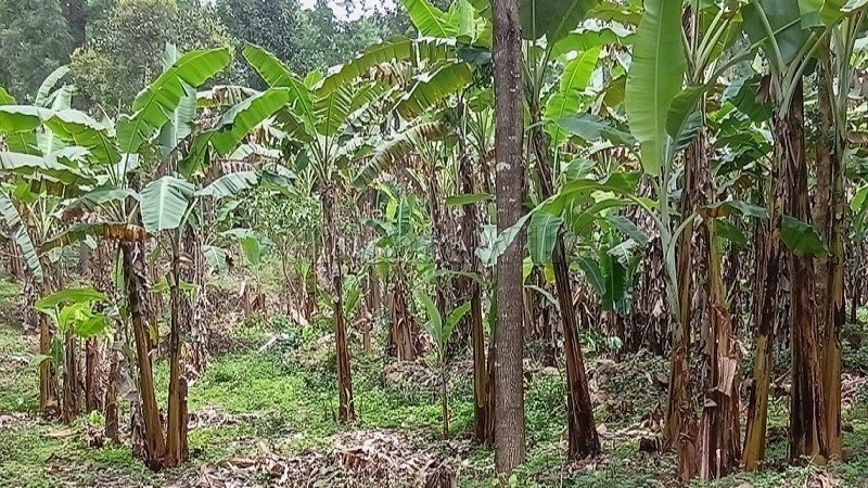 ₹1.70 Cr | 6.82 acres  pepper estate for sale  in thozhukaadu sirumalai