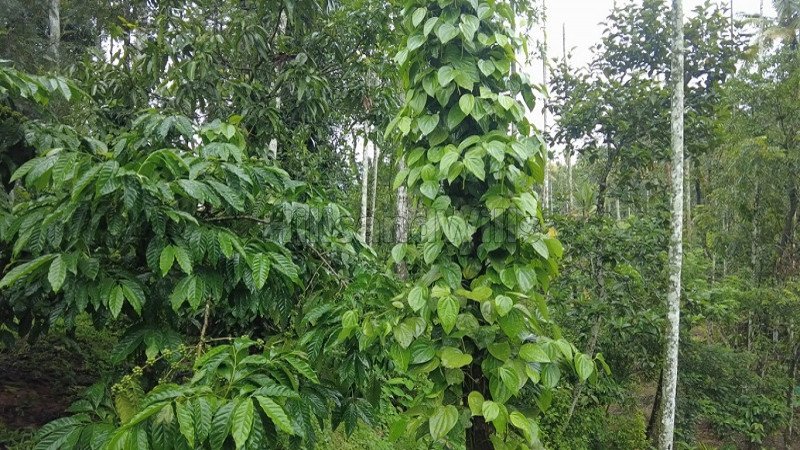 ₹25 Lac | 50 cents residential plot for sale  in pullumala wayanad