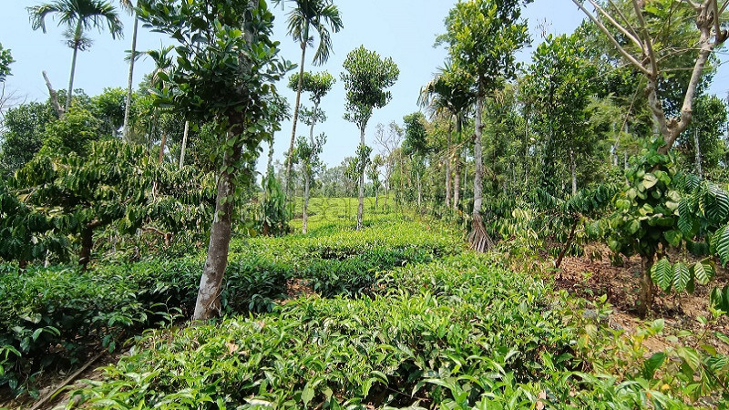 ₹60 Lac | 1 acres tea estate for sale in meenmutty wayanad