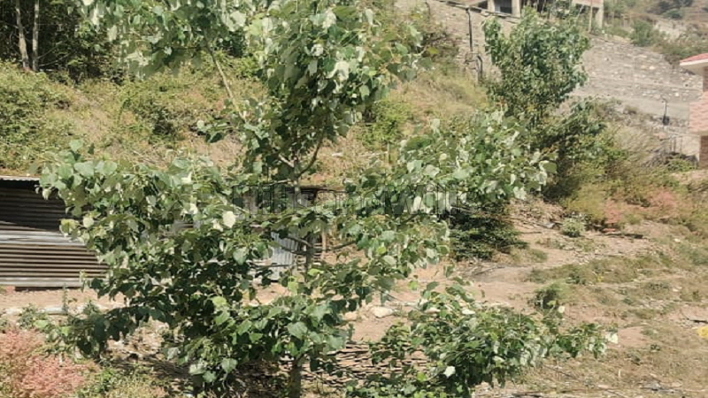 ₹63 Lac | 10 biswa residential plot for sale  in theog shimla