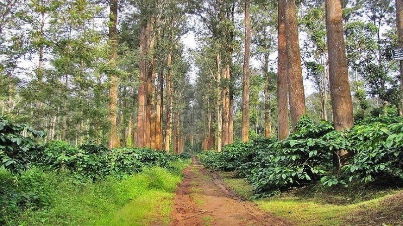 ₹3.30 Cr | 13.2 acres coffee estate for sale  near chikmagalur