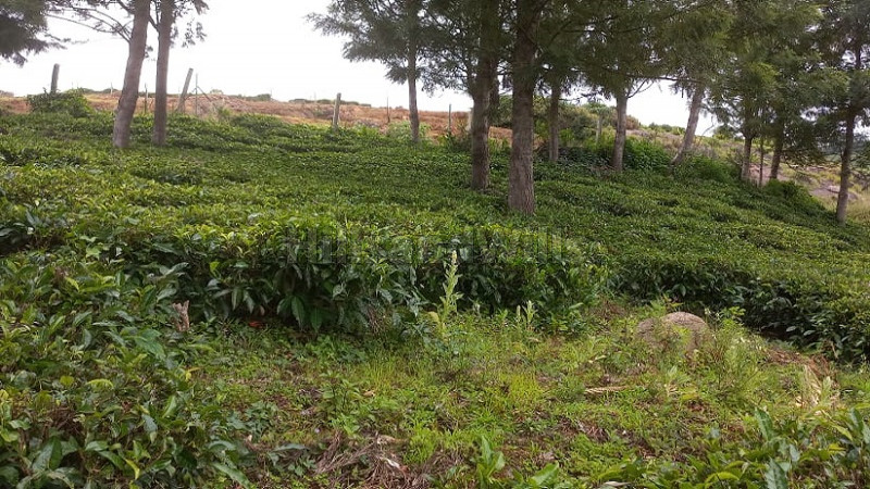 ₹36 Lac | 12 cents residential plot for sale in thumanatty ooty