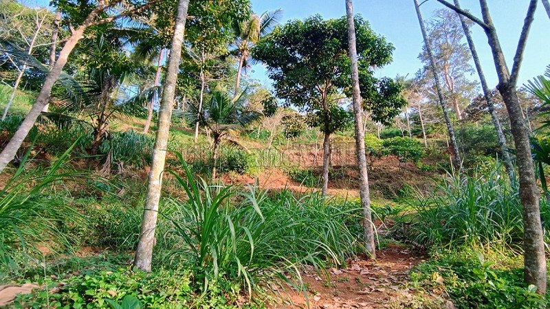 ₹60 Lac | 2 acres residential plot for sale  in mananthavady wayanad