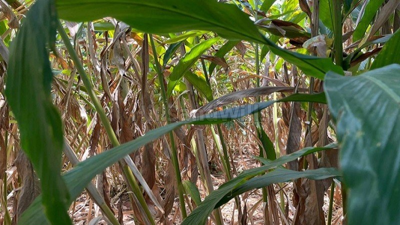 ₹60 Lac | 1 acres agriculture land for sale  in mathippara, kochera idukki