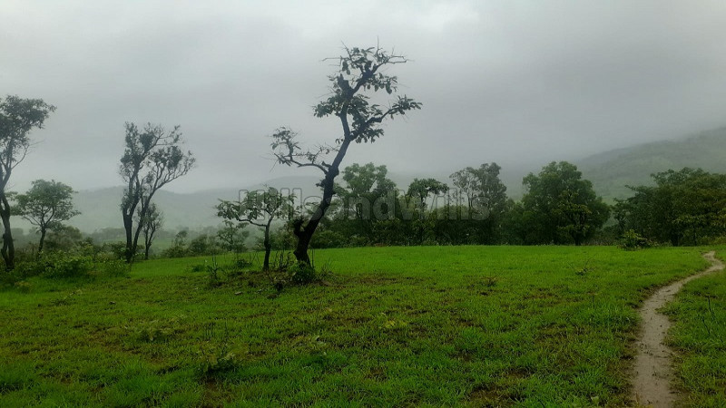 ₹5 Cr | 18 acres agriculture land for sale in tapola mahabaleshwar