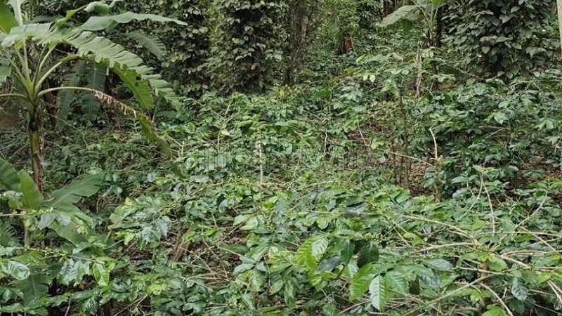 ₹80 Lac | 2 acres  coffee & pepper estate for sale  near thandikudi kodaikanal