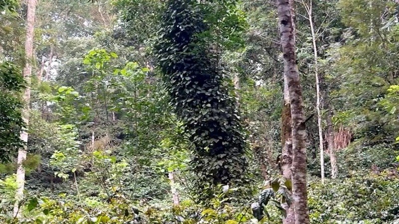 ₹56 Lac | 2.22 acres  coffee land for sale  in koothi coorg