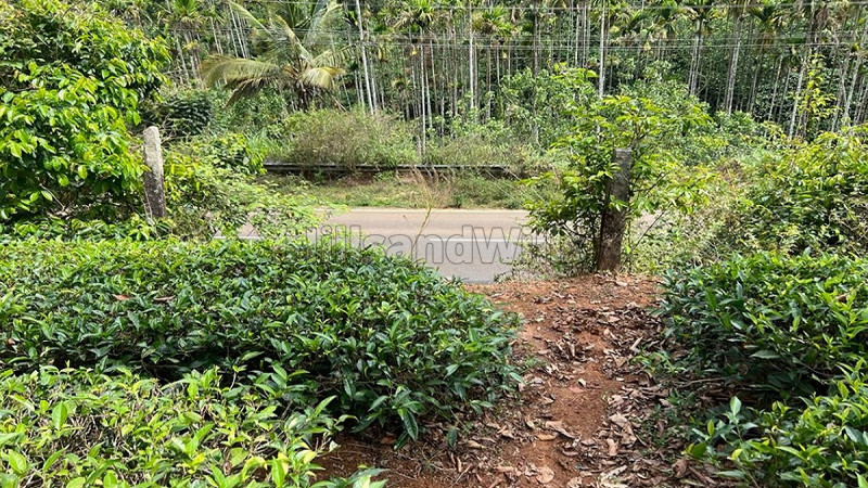 ₹1.46 Cr | 133 cents residential plot for sale in vaduvanchal wayanad