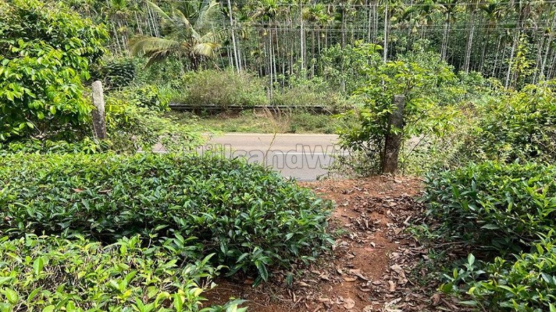 ₹1.46 Cr | 133 cents residential plot for sale  in vaduvanchal wayanad
